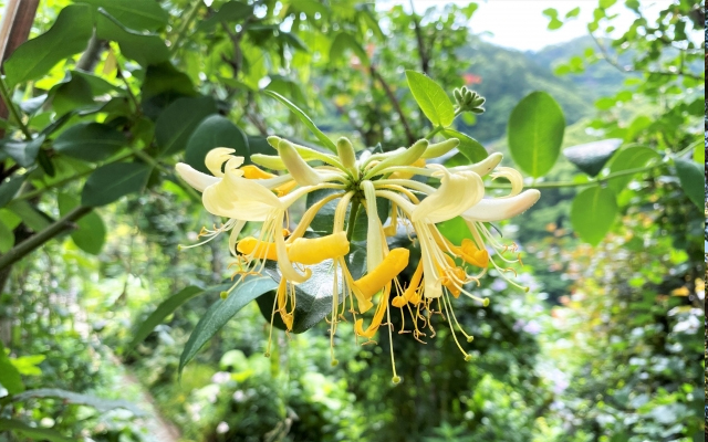 「神経バランス回復作用」を持つ「エステル類」